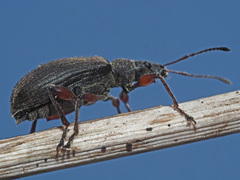 Phyllobius glaucus