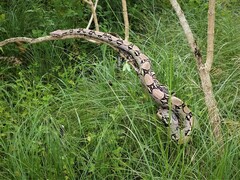 Boa constrictor