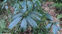 Osmanthus matsumuranus