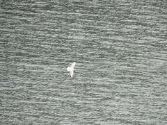 Chroicocephalus serranus