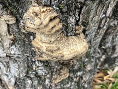 Fomitopsidaceae