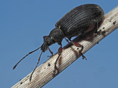 Phyllobius glaucus