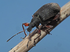 Phyllobius glaucus