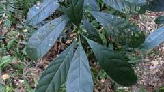 Osmanthus matsumuranus