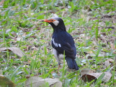 Gracupica floweri