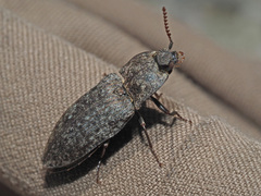 Agrypnus murinus