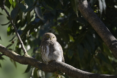 Glaucidium cuculoides