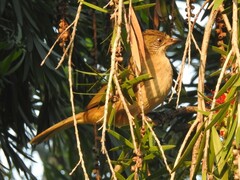 Pycnonotus conradi