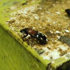 Prostemmatinae
