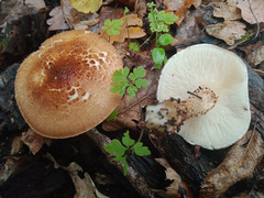 Lepiota magnispora