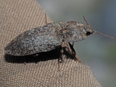 Agrypnus murinus