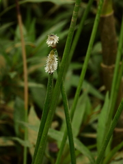 Eleocharis elegans
