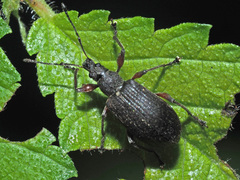 Phyllobius glaucus