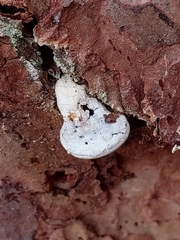 Cryptoporus volvatus