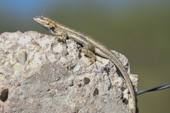 Sceloporus edbelli