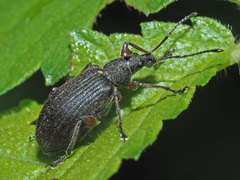 Phyllobius glaucus