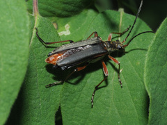 Stenocorus meridianus