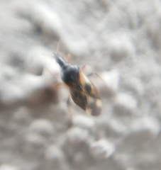 Anthocoris