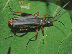 Stenocorus meridianus