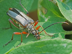 Stenocorus meridianus