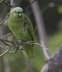 Amazona auropalliata