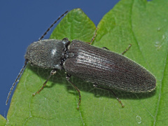 Athous haemorrhoidalis