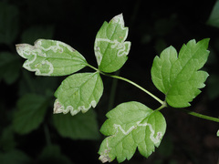 Phytomyza fulgens