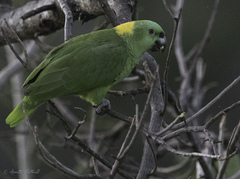Amazona auropalliata