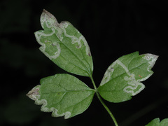 Phytomyza fulgens