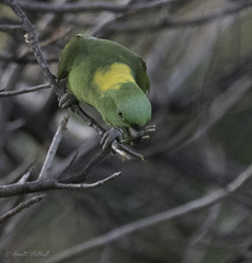 Amazona auropalliata