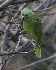 Amazona auropalliata