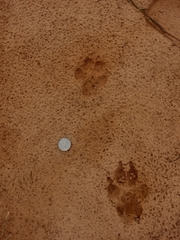 Chrysocyon brachyurus