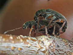 Phyllobius oblongus