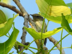 Phylloscopus inornatus
