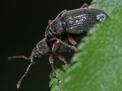 Phyllobius oblongus