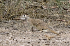 Xerospermophilus spilosoma