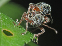 Phyllobius oblongus