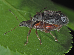 Phyllobius oblongus