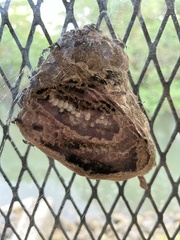 Polybia occidentalis