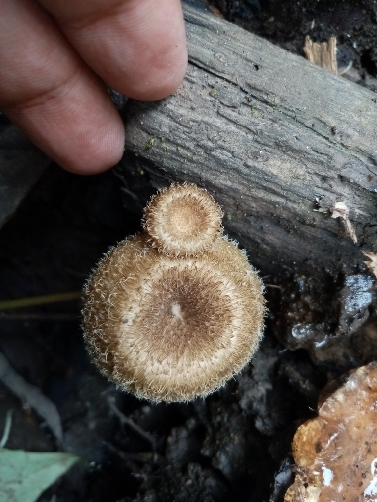 Lentinus crinitus · December 2022 · photo: © pier_maquilon (iNaturalist, cc-by)