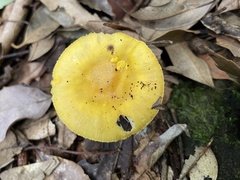 Amanita flavella