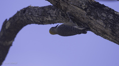 Melanerpes hoffmannii