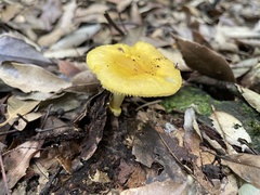 Amanita flavella