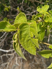 Vangueria infausta