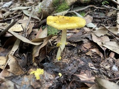 Amanita flavella