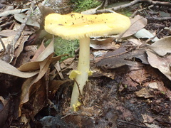 Amanita flavella