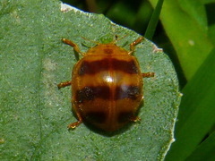 Epilachna discincta