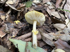 Amanita flavella