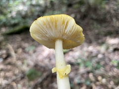 Amanita flavella