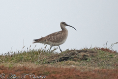 Numenius phaeopus phaeopus